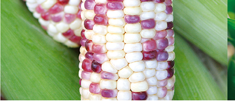 海南绿川种苗有限公司,玉米种子,甜玉米种子,糯玉米种子,鲜食玉米种子