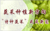 特种蔬菜,种植方向,蔬菜种植新方向——“特种蔬菜”或成新宠,中国农业网专题