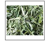 绿茶,绿茶专题,又到绿茶飘香时,中国农业网专题
